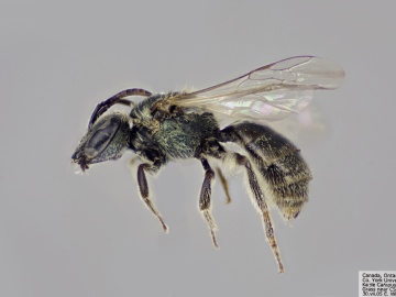 [Lasioglossum viridatum female thumbnail]